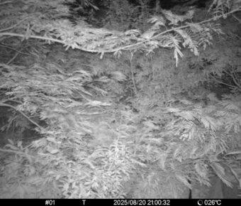 Aug 20 2025 21:00:32, #01
