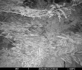 Aug 23 2025 21:00:32, #01
