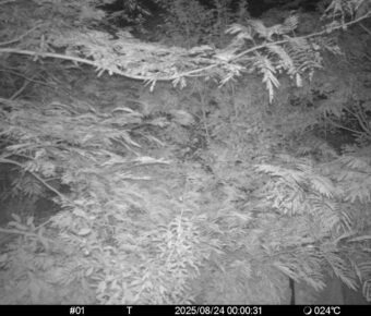 Aug 24 2025  0:00:31, #01
