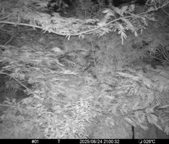Aug 24 2025 21:00:32, #01