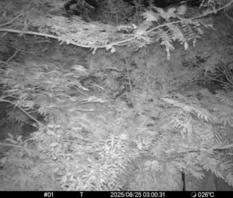 Aug 25 2025  3:00:31, #01