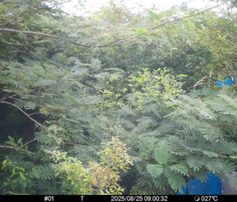 Aug 25 2025  9:00:31, #01