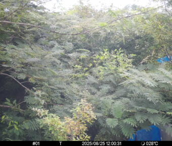 Aug 25 2025 12:00:31, #01