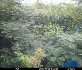 Aug 25 2025 15:00:31, #01