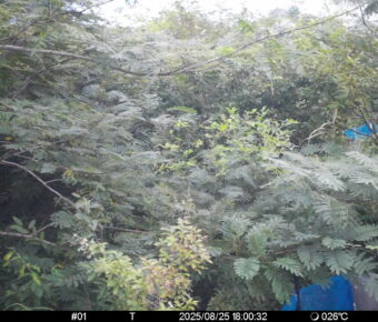 Aug 25 2025 18:00:32, #01