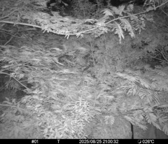 Aug 25 2025 21:00:32, #01