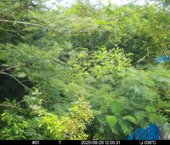 Aug 26 2025 12:00:31, #01