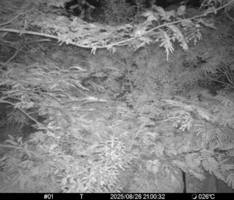 Aug 26 2025 21:00:32, #01