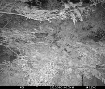Sep 1 2025  0:00:31, #01