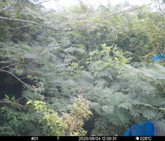 Sep 4 2025 12:00:31, #01