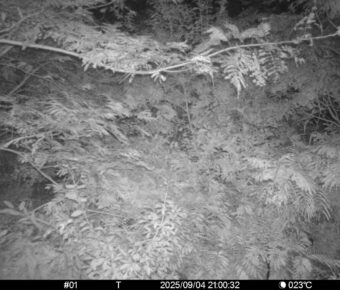 Sep 4 2025 21:00:32, #01