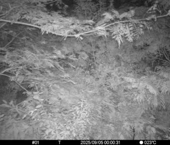 Sep 5 2025  0:00:31, #01