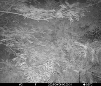 Sep 6 2025  0:00:31, #01