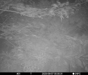 Sep 7 2025  0:00:31, #01