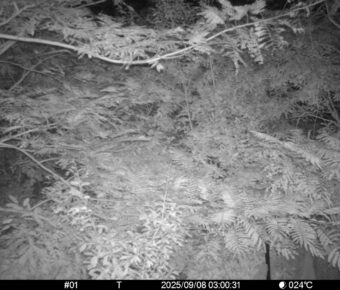 Sep 8 2025  3:00:31, #01