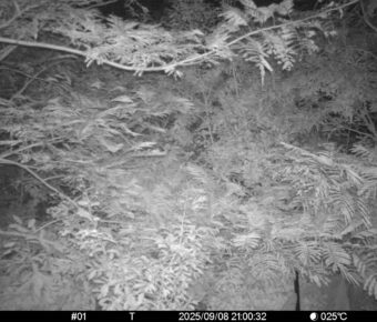 Sep 8 2025 21:00:32, #01