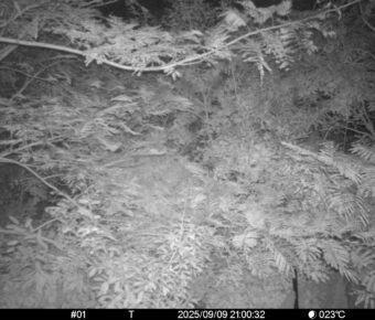 Sep 9 2025 21:00:32, #01