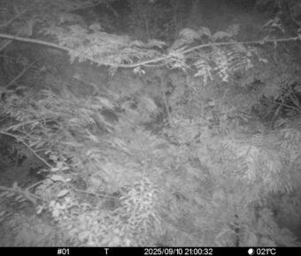 Sep 10 2025 21:00:32, #01