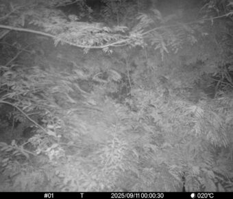 Sep 11 2025  0:00:30, #01
