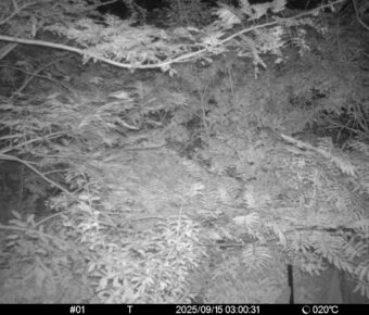Sep 15 2025  3:00:31, #01