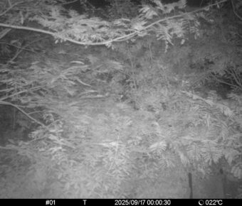 Sep 17 2025  0:00:30, #01
