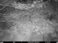 Sep 17 2025  3:00:31, #01