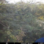 Sep 17 2025  6:00:31, #01