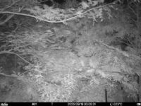 Sep 18 2025  3:00:31, #01