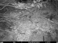 Sep 18 2025 21:00:31, #01