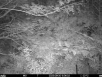 Sep 20 2025 18:00:31, #01