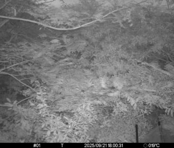 Sep 21 2025 18:00:30, #01