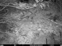 Sep 22 2025  0:00:31, #01