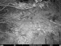 Sep 22 2025 21:00:32, #01