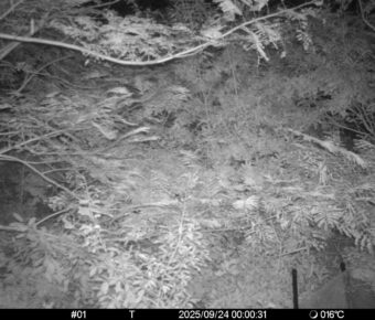 Sep 24 2025  0:00:31, #01