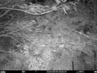 Sep 25 2025  0:00:31, #01