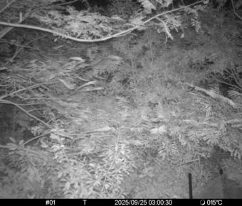 Sep 25 2025  3:00:30, #01