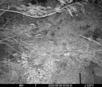 Sep 26 2025  0:00:31, #01