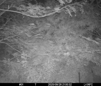 Sep 26 2025 21:00:32, #01