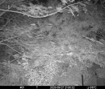Sep 27 2025 21:00:32, #01