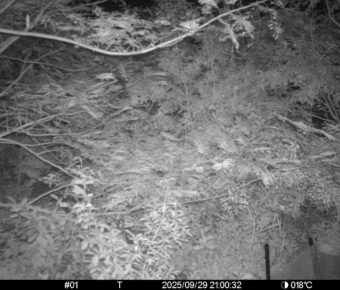 Sep 29 2025 21:00:32, #01