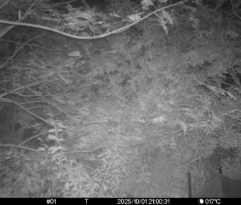 Oct 1 2025 21:00:31, #01