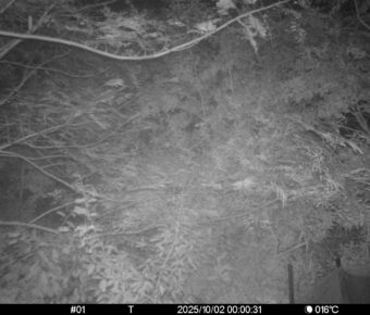 Oct 2 2025  0:00:31, #01