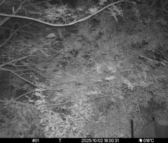 Oct 2 2025 18:00:31, #01