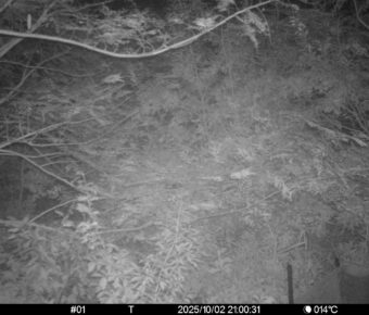 Oct 2 2025 21:00:31, #01