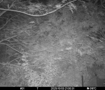 Oct 3 2025 21:00:31, #01