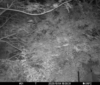 Oct 4 2025 18:00:31, #01