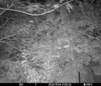 Oct 4 2025 21:00:32, #01