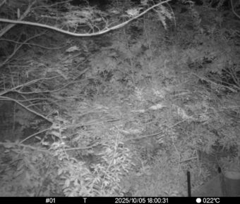Oct 5 2025 18:00:31, #01