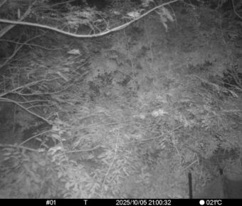 Oct 5 2025 21:00:32, #01