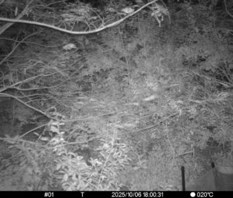 Oct 6 2025 18:00:31, #01